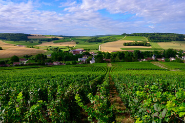 Hills with vineyards in Urville, champagne vineyards in Cote des Bar, Aube, south of Champange,...
