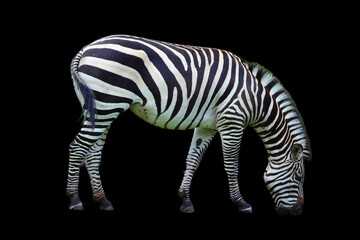Fototapeta na wymiar Burchell's zebra is a southern subspecies of the plains zebra. It is named after the British explorer William John Burchell. Common names include bontequagga, Damara zebra and Zululand zebra 