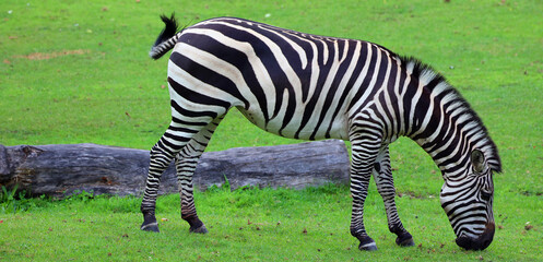 Fototapeta na wymiar Burchell's zebra is a southern subspecies of the plains zebra. It is named after the British explorer William John Burchell. Common names include bontequagga, Damara zebra and Zululand zebra 