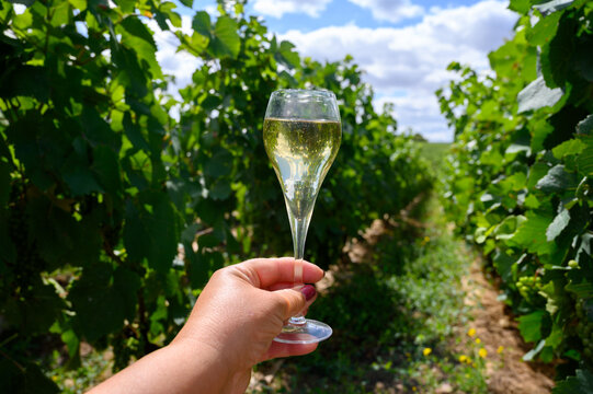 Tasting of sparkling white wine with bubbles champagne on summer festival route of champagne on green vineyards in Cote des Bar, Champagne region, France