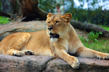 Lion is one of the four big cats in the genus Panthera, and a member of the family Felidae. With...