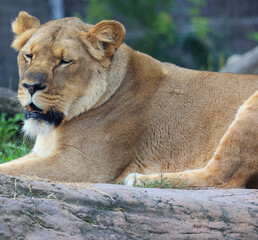 Lion is one of the four big cats in the genus Panthera, and a member of the family Felidae. With...