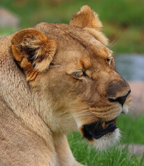 Naklejka premium Lion is one of the four big cats in the genus Panthera, and a member of the family Felidae. With some males exceeding 250 kg (550 lb) in weight, it is the second-largest living cat after the tiger