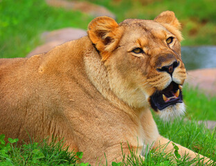 Lion is one of the four big cats in the genus Panthera, and a member of the family Felidae. With some males exceeding 250 kg (550 lb) in weight, it is the second-largest living cat after the tiger