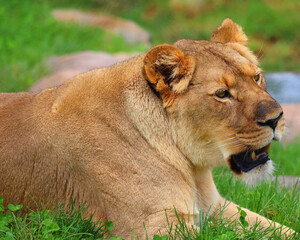 Lion is one of the four big cats in the genus Panthera, and a member of the family Felidae. With...