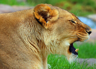 Lion is one of the four big cats in the genus Panthera, and a member of the family Felidae. With...