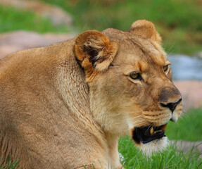 Lion is one of the four big cats in the genus Panthera, and a member of the family Felidae. With some males exceeding 250 kg (550 lb) in weight, it is the second-largest living cat after the tiger