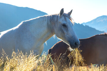 horses graze in the mountains at dawn