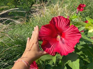 Red hibiscus flower Hibiscus moscheutos.