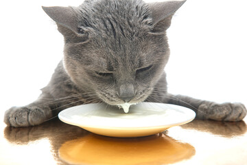 gray cat drinks fresh milk from a white plate. homemade breakfast concept with favorite animal
