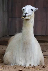 Papier Peint photo Lama The llama (Lama glama) is a South American camelid, widely used as a meat and pack animal by Andean cultures since pre-Hispanic times.