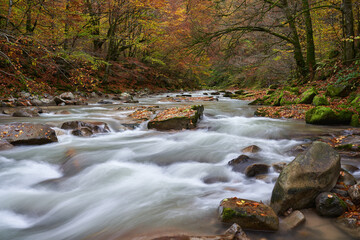 Landscape with a river in the forest
