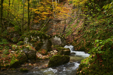 Landscape with a river in the forest