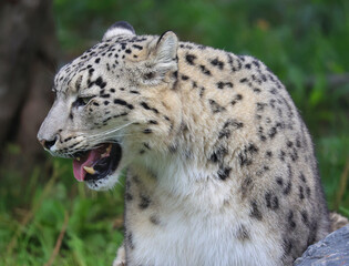 The snow leopard is a large cat native to the mountain ranges of Central and South Asia. It is listed as endangered on the IUCN Red List of Threatened Species