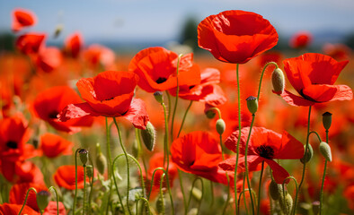 Sunlit poppy field with vibrant red petals and delicate buds, embodying the warm essence of summer.