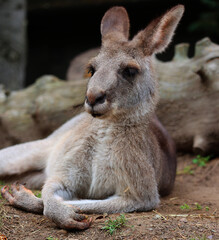 Fototapeta premium The kangaroo is a marsupial from the family Macropodidae (macropods, meaning 'large foot').