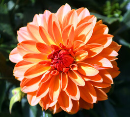 Dahlia is a genus of bushy, tuberous, perennial plants native to Mexico, Central America, and...