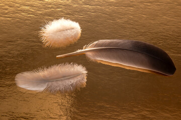 Colored feather and bird fluff on a golden background