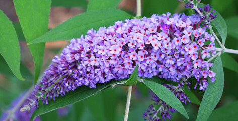 Butterfly Bush, Buddleja or Buddleia, historically given as Buddlea) is a genus comprising over 140 species of flowering plants endemic to Asia, Africa, and the Americas - Powered by Adobe