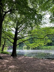 autumn in the forest