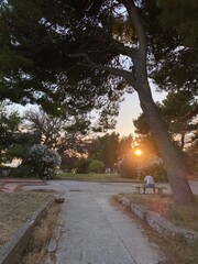 sunset in the park