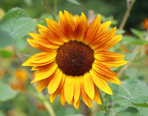 The sunflower is an annual plant native to the Americas. It possesses a large inflorescence, and its name is derived from the flower's shape and image, which is often used to depict the sun.