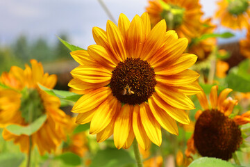 Fototapety na wymiar - Fototapeta24.pl