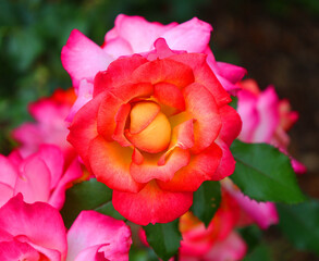 Fototapety na wymiar - Fototapeta24.pl