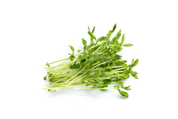 Pea Sprouts on white background.