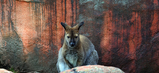 A wallaby is a small or middle-sized macropod native to Australia and New Guinea,