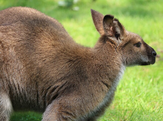 Naklejka na ściany i meble A wallaby is a small or middle-sized macropod native to Australia and New Guinea,