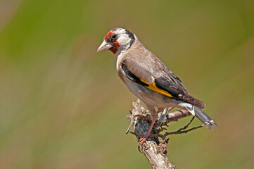 The European goldfinch, on a branch. Latin name Carduelis carduelis. Green, yellow gradient background.