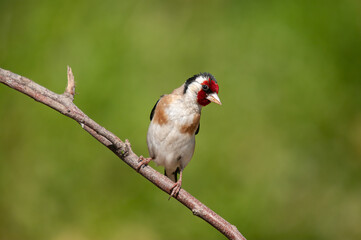 The European goldfinch, on a branch. Latin name Carduelis carduelis. Green, blurred background.