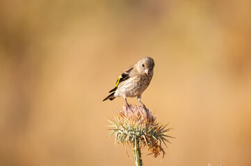 The European goldfinch feeds on thistle seeds. European goldfinch, or simply goldfinch, Latin name Carduelis carduelis, perched on a thistle branch.