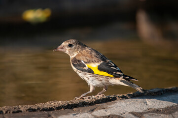 European Goldfinch drinking from a stream.  Latin name Carduelis carduelis.