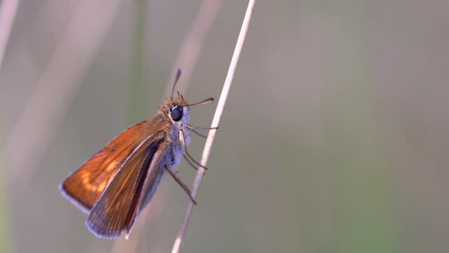 Thymelicus sylvestris is a small butterfly also called Longline Golden, from the Hesperiidae family.