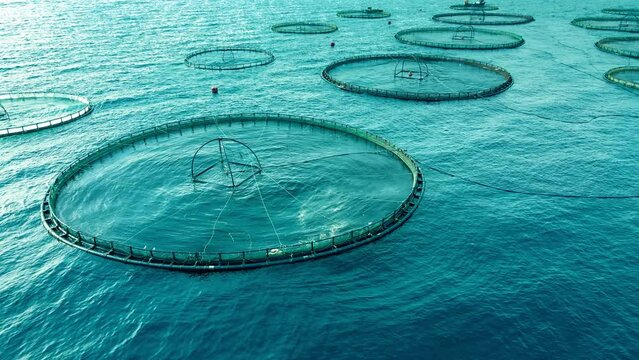 Close-up of Aquaculture offshore sea for cultivation fish in lagoon. Aerial view