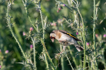 The European goldfinch feeds on thistle seeds. European goldfinch, or simply goldfinch, Latin name...