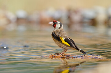 European Goldfinch drinking from a stream.  Latin name Carduelis carduelis.