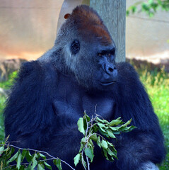 Gorillas are ground-dwelling, predominantly herbivorous apes that inhabit the forests of central Africa. The DNA of gorillas is highly similar to that of humans, from 95–99% 