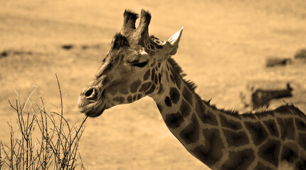 The giraffe (Giraffa camelopardalis) is an African even-toed ungulate mammal, the tallest of all extant land-living animal species, and the largest ruminant. © Daniel Meunier