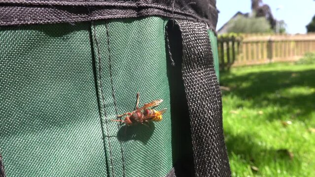 Hornisse (Vespa crabro) an einem Laubsack