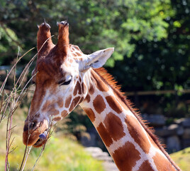 The giraffe (Giraffa camelopardalis) is an African even-toed ungulate mammal, the tallest of all...