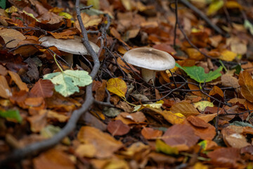 An inedible mushroom growing in the forest.
