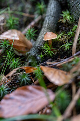 An inedible mushroom growing in the forest.