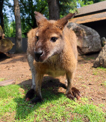 Fototapeta premium A wallaby is a small or middle-sized macropod native to Australia and New Guinea,