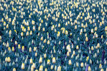large field of blooming yellow tulips. flowers and botany
