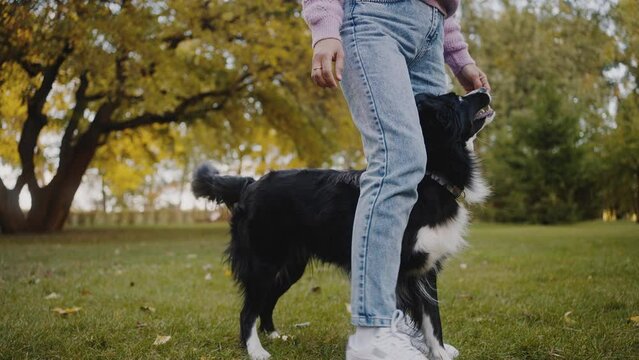 Female dog handler teaches dog obedience and commands on lawn