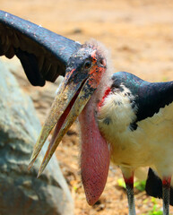 The Marabou Stork, Leptoptilos crumeniferus, is a large wading bird in the stork family Ciconiidae....