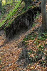 Exposed roots of a beech tree outside in the forest.